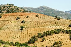 Op weg van Antequera naar Sevilla