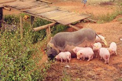 Varken met biggetjes
