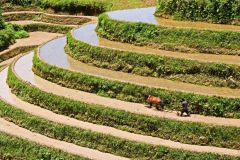 Het rijstveld bewerken(Longsheng, 2009)