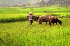 Karbouwen hoeden (omgeving Yangshuo, 1997)