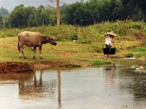  Rivier oversteken met karbouw