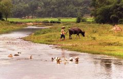  Water met eenden daarachter boer met karbouw 