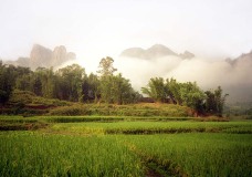 Landschap met lage mist