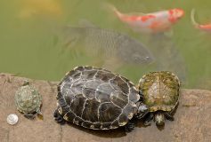 Schildpadden in  Yuangtong tempel