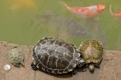 Schildpadden in  Yuangtong tempel