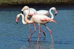 DSC_7735-Flamingos-Karrenvelden-Tholen-uitsnede