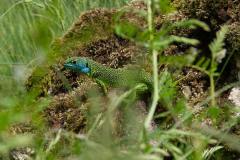Smaragdhagedis (Auvergne, 2008)