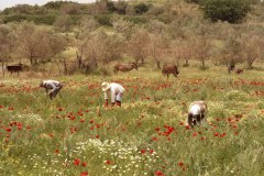 Op de weg naar Athene (Peloponnesos, 1986)