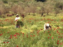 Op de weg naar Athene (Peloponnesos, 1986)