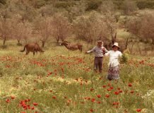 Op de weg naar Athene (Peloponnesos, 1986)