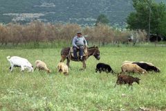 Op de weg van Nauplion naar Sparta (Peloponnesos, 1986)