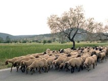 Op de weg van Nauplion naar Sparta (Peloponnesos, 1986)