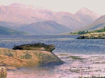 Zeehond (Loch Etive, Schotland, 1980)