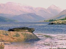 Zeehond (Loch Etive, Schotland, 1980) Zeehond (Loch Etive, Schotland, 1980)
