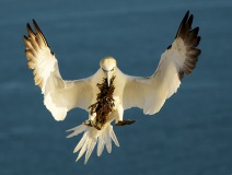 Jan-van-gent met nestmateriaal (Helgoland, 2025) Jan-van-gent met nestmateriaal (Helgoland, 2025)