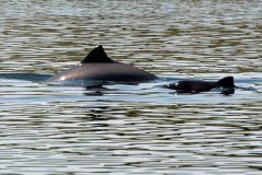 Bruinvis met jong (Oosterschelde, 2020) Bruinvis met jong (Oosterschelde, 2020)