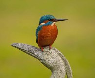 IJsvogel (bij mijn vijver, 2023) IJsvogel (bij mijn vijver, 2023)