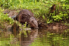 Bever (Biesbosch, 2023)