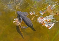 Salamanders (Halsteren, 2023) Salamanders (Halsteren, 2023)