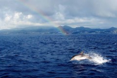 Dolfijn en regenboog (Azoren, 2009)