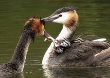 Fuut voert jongen (Biesbosch, 2025) Fuut voert jongen (Biesbosch, 2025)