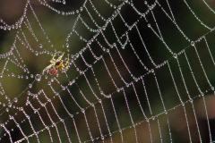 Spinnetje in web (Bergen op Zoom, Nederland, 2020) Spinnetje in web (Bergen op Zoom, Nederland, 2020)