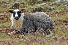 Schaap 24-148
