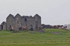 Vervallen boerderij met paarden, omgeving Hofn