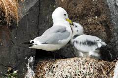 Jonge meeuw op nest bij haven Hafnarholmi