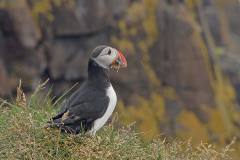 Papagaaiduiker in haven Hafnarholmi