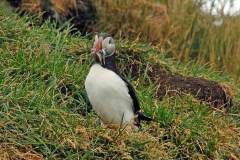 Papagaaiduiker in haven Hafnarholmi