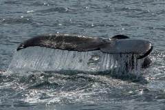 Duikende walvis bij Husavik