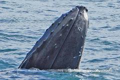 Husavik, walvis  komt naar boven