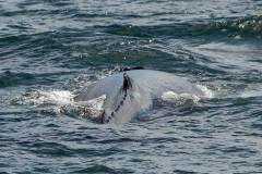 Husavik, rug walvis