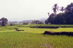 Kampong Blok (Java, 1981)