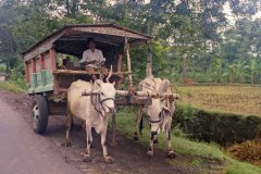 Ossenwagen  (Java, 1981)