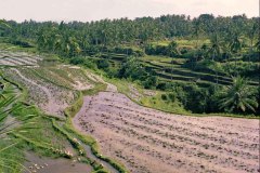 Rijstvelden (Bali, 1981)