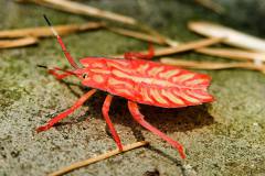 Onbekend Insect (Longsheng, China, 2009)