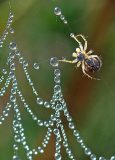 Spinnetje in web met dauwdruppels