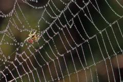 Spin in web met dauwdruppels