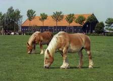 Boerderij in Heinkenszand (Zuid-Beveland,1981)