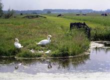 Nest met zwanen (Omgeving Reeuwijk, 1987)