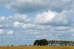 Schapen op de dijk (2009)