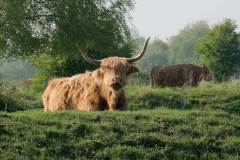 Schotse hooglanders (Dintelse gorzen, 2009)