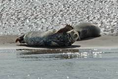 Groetende zeehond (Texel, 2014)