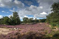 Heide (Bergen op Zoom, 2021)