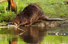 Bever (Biesbosch 2023)