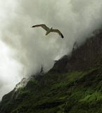 Meeuw bij de Naeroyfjorden