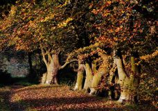 Ommen, bos bij avondlicht (1988)