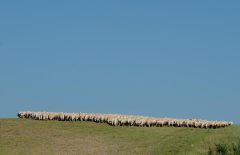 Kudde schapen (Toscane, 2011)